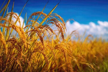 Golden rice stalks sway under a bright blue sky with puffy white clouds