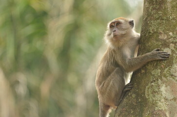 Fototapeta premium Monkey grips tree trunk, gazing sideways in lush forest habitat.
