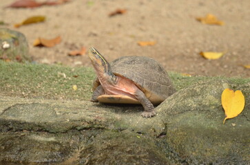Obraz premium Turtle stands on mossy rock, yellow head stripe visible, surrounded by leaves in natural habitat.