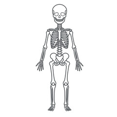 子供の全身骨格の人体図・モデルイラスト（正面・線画）