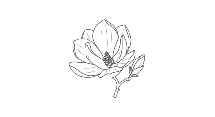 Elegant Magnolia Flower Line Art Drawing, Botanical Illustration, Minimalist Floral Design