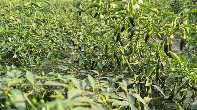 Professional RAW eye level medium shot of small green chili peppers (Morich) growing on plants in Bangladesh, 4K UHD 30fps.