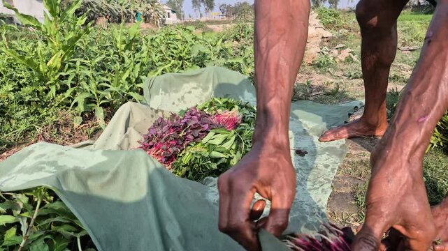 Professional RAW eye level medium shot of a farmer arranging fresh red amaranth bundles for sale in Bangladesh, 4K UHD 30fps.