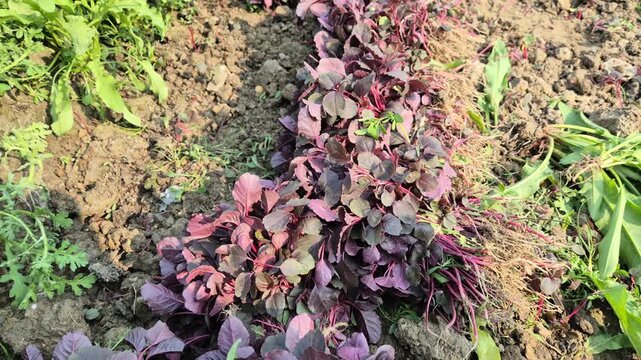 Professional RAW high angle close-up shot of a farmer harvesting and bundling fresh red amaranth (Lal Shak) in Bangladesh, 4K UHD 30fps.