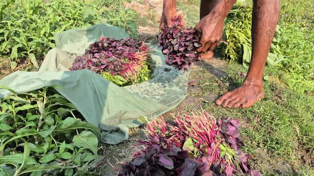 Professional RAW eye level medium shot of a farmer organizing fresh red amaranth bundles for market in Bangladesh, 4K UHD 30fps.