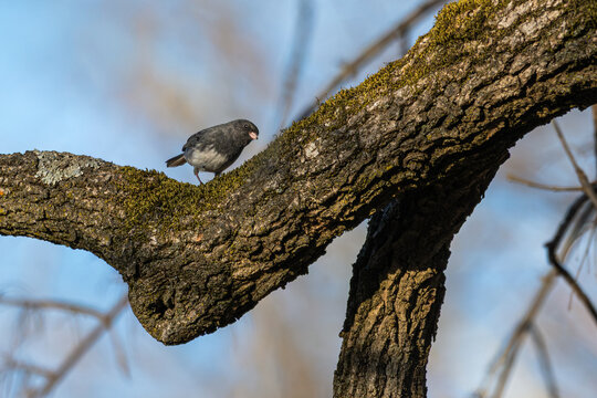 Dark-eyed junco perched on a tree branch.
