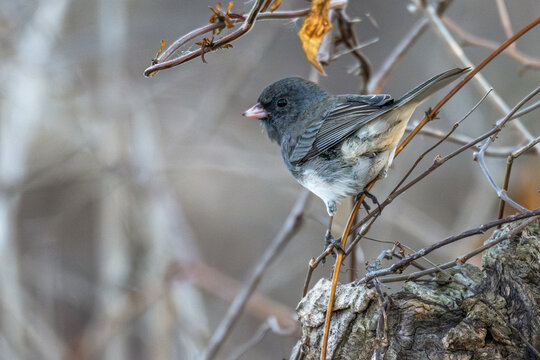 Dark-eyed junco perched in a bare bush.