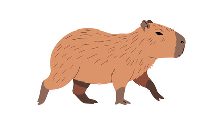 Obraz premium Large brown capybara walks calmly across a white background, showcasing its unique rodent features and sturdy body structure.