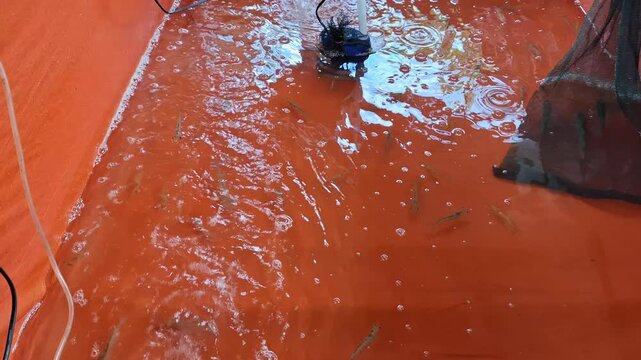 Small-scale home shrimp aquaculture system with air pump, bubbling water, net, and prawns inside orange tarpaulin pond.