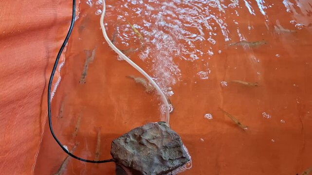 Close-up of home saltwater shrimp farming tank with aeration stone, air hose, and juvenile prawns swimming in orange tarpaulin aquaculture pond.