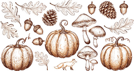 Vintage autumn harvest illustration collection with pumpkins, mushrooms, acorns, pinecones, and oak leaves, hand drawn vector set for fall, seasonal, and nature designs © Jahangir