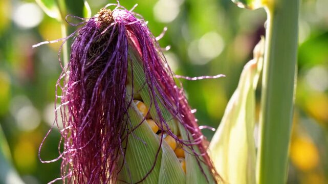 Vibrant corn silk and developing kernels on a stalk outdoors
