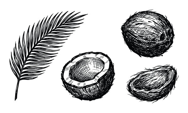 Coconut sketches collection with palm leaf, half coconut, whole coconut vector illustration