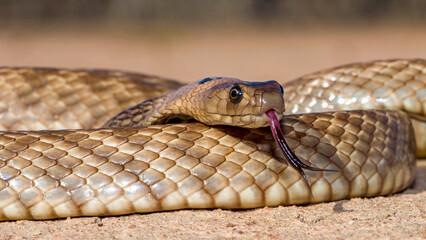Close up of a highly venomous Australian Strap-snouted Brown Snake © Ken Griffiths