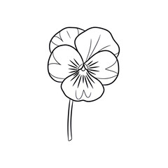 Pansy Flower Line Drawing - Simple Botanical Illustration