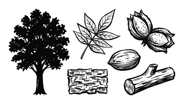 Pecan tree vector drawing illustration with leaf, nut, bark, wood elements sketch. Isolated pecan parts collection.