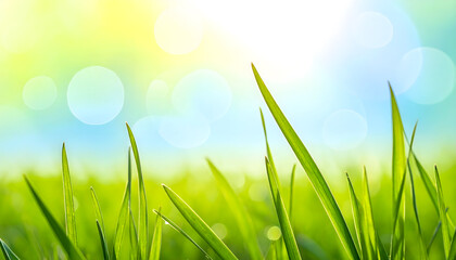 Fototapeta premium Fresh Grass Blades in Morning Sunlight