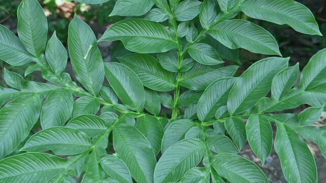 Amorphophallus paeoniifolius. Its common name is&nbsp;elephant foot yam and&nbsp;whitespot giant arum. It&nbsp;is a tropical plant native to&nbsp;Island Southeast Asia. It is cultivated for its edible tubers. 