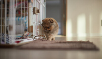 家のリビングで元気で遊んでいる可愛いポメラニアンの子犬の様子 © zheng qiang