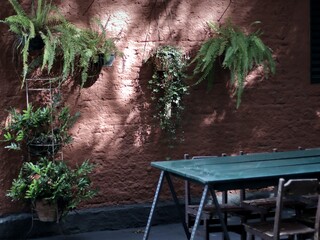 Plantas ornamentais no quintal © Helder Foloni