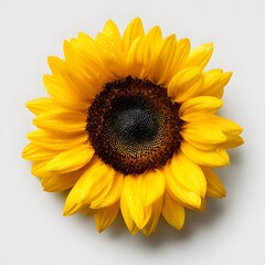 Obraz premium A vibrant sunflower with bright yellow petals and a dark brown center