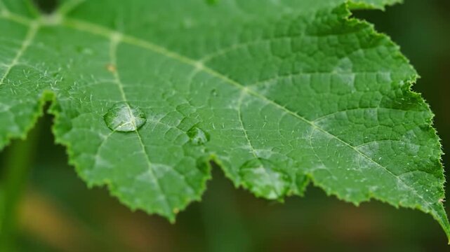 Close-up of a vibrant green leaf with water droplets, showing intricate textures
