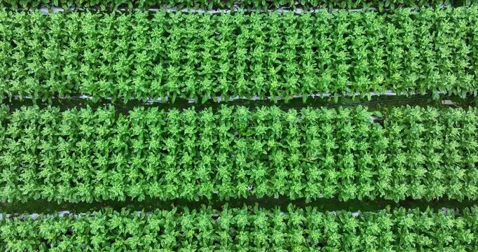 Green stem lettuce crops in garden