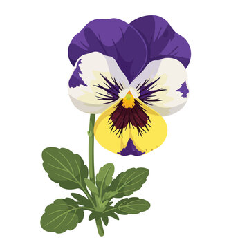 Purple and Yellow Pansy Flower with Green Leaves, Isolated on White Background