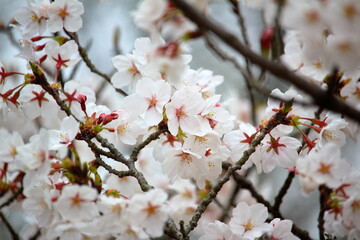 曇り日にも美しい満開の桜