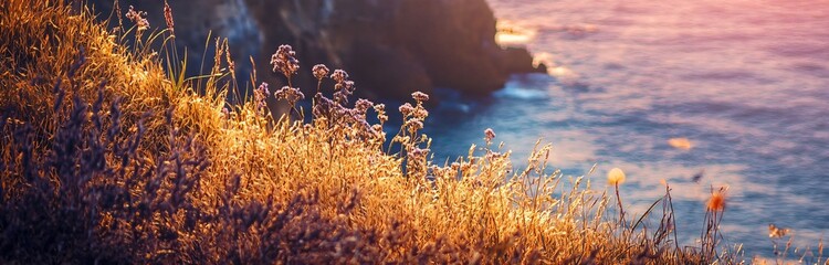 Scenic Coastal Landscape with Vibrant Wildflowers at Sunset