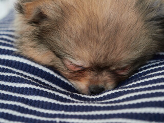 家のリビングで寝ている可愛いポメラニアンの子犬の様子 © zheng qiang