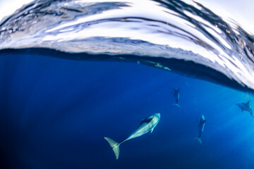 Obraz premium Common dolphins swimming just below the ocean surface off the east coast of Australia, with clear blue water and breaking wave above.