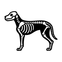 Fototapeta premium Dog skeleton full body, side view standing posture