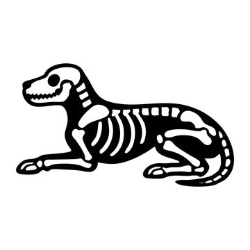 Dog skeleton lying down relaxed pose, side view