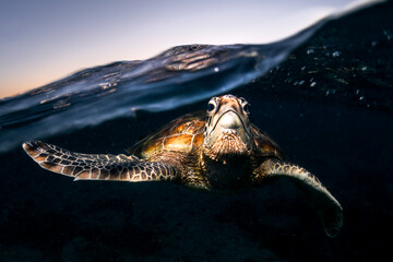 Green sea turtle swimming just below the clear blue ocean surface in Australia, captured in natural light above a coral reef seabed. © Gary