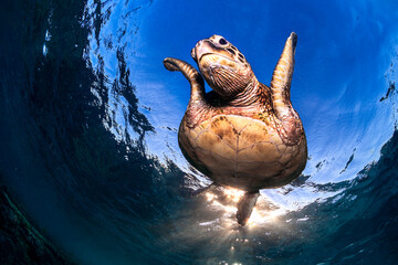 Green sea turtle swimming just below the clear blue ocean surface in Australia, captured in natural light above a coral reef seabed. © Gary