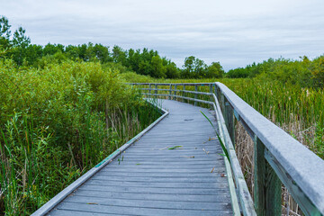 Obraz premium Wooden Boardwalk Through Lush Wetland