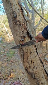 Removing dry bark from a Guaje tree with a knife