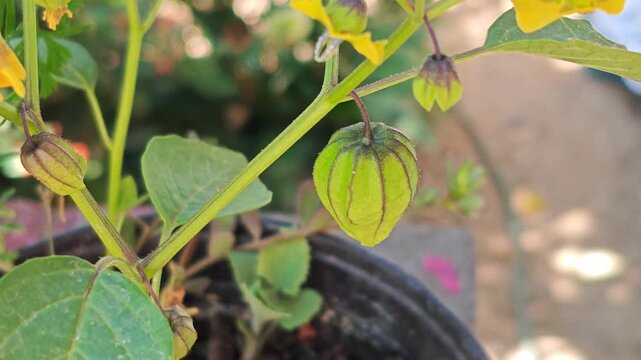 Husk tomato fruit growing in a garden pot