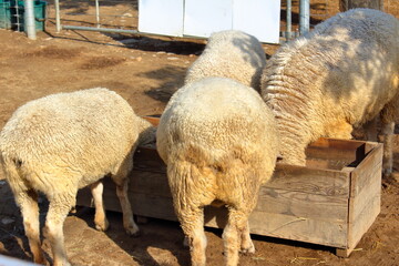 エサに夢中な羊たち