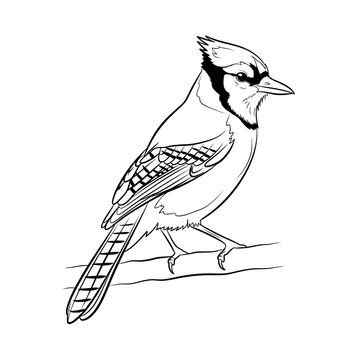 Line Art Blue Jay Bird Perched on Branch - Black and White Illustration
