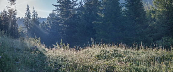 Forest edge on a summer morning, trees and grass, shining sun © Valerii