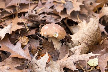 borowik szlachetny ,Boletus edulis, prawdziwek © © Jakacki