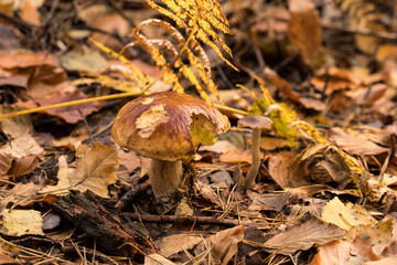 borowik szlachetny ,Boletus edulis, prawdziwek © © Jakacki