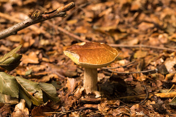 borowik szlachetny ,Boletus edulis, prawdziwek © © Jakacki