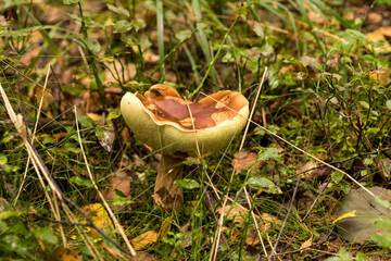 borowik szlachetny ,Boletus edulis, prawdziwek © © Jakacki