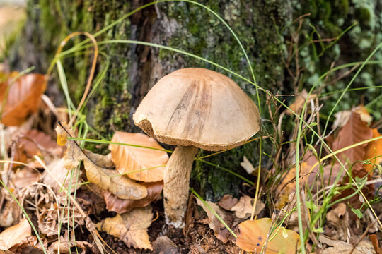 koźlarz babka, Leccinum scabrum, piękny kozak