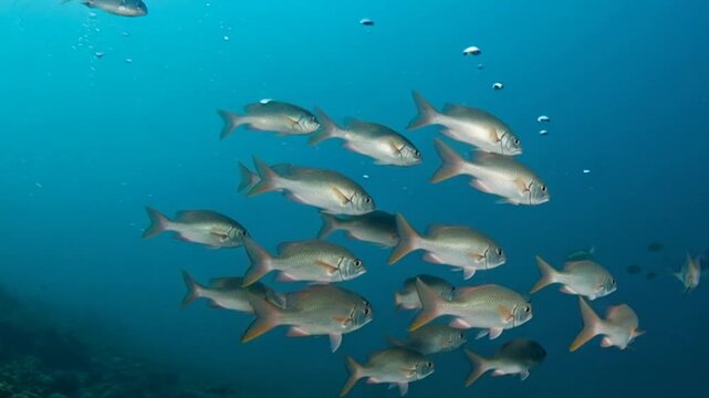 School of silver fish swimming near coral reef underwater