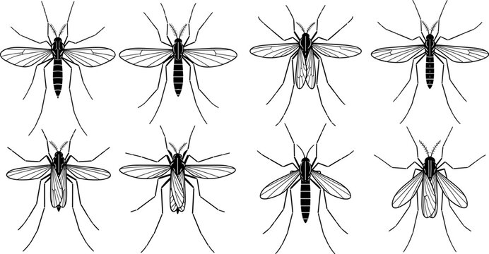 Mosquito vector illustration set, black and white insect silhouettes, detailed flying poses, medical pest species collection, minimal line art scientific design