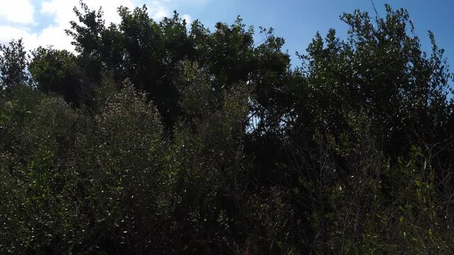 A multitude of branches from several trees form a magnificent canopy of foliage. Everything is captured under the power of the wind, against a bluish sky with a few clouds.